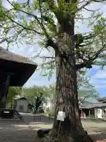恵隆寺(立木千手観音)(福島県)