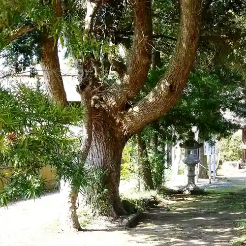鎌足神社の自然