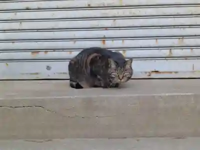 香取神社の動物