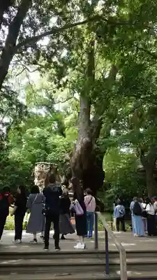 來宮神社(静岡県)
