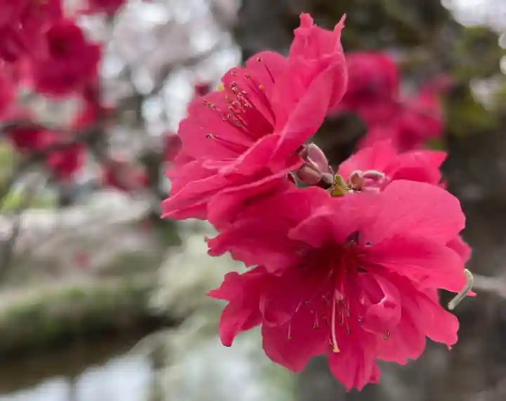 東円寺(山梨県)