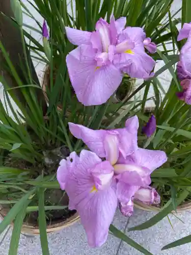 東京大神宮の自然