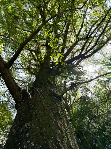 南湖神社の{uncategorized: "未分類", other: "その他", undefined: "問題あり", building: "その他建物", grave: "お墓", sacred_gate: "鳥居", guardian: "狛犬", statue: "像", buddha: "仏像", history: "歴史", nature: "自然", garden: "庭園", animal: "動物", pagoda: "塔", temizu: "手水舎", mountain_gate: "山門・神門", sanctuary: "本殿・本堂", subordinate: "末社・摂社", art: "芸術", scenery: "景色", jizo: "地蔵", ema: "絵馬", goshuin: "御朱印", omikuji: "おみくじ", items: "授与品その他", amulet: "お守り", goshuincho: "御朱印帳", eats: "食事", festival: "お祭り", votive_dance: "神楽", shichigosan: "七五三参", wedding: "結婚式", experience: "体験その他", initially: "初詣", around: "周辺", anti_infection: "感染症対策"}
