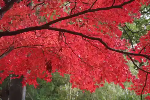 國祖神社の自然