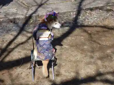 十二所神社(大子町大子)の動物