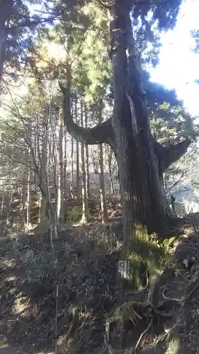 武蔵御嶽神社の自然