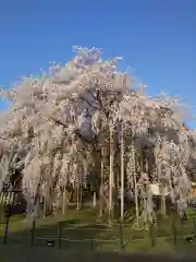 足羽神社の自然