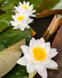 真言宗 善通寺派 薬王寺(香川県)(2025年05月23日(金) 22時20分25秒投稿)
