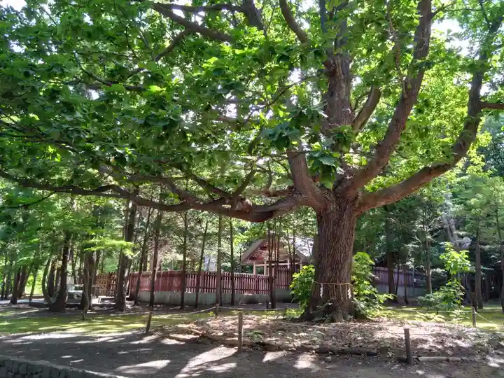 北海道神宮の自然