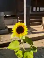 伏木香取神社の自然
