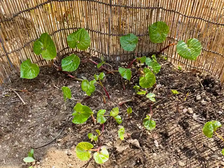 土津神社|こどもと出世の神さまの庭園