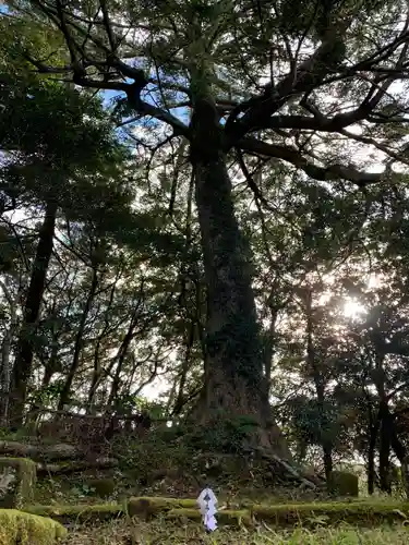 石堂原八幡神社の自然