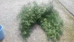 正暦寺(京都府)(2021年10月08日(金) 14時38分13秒投稿)