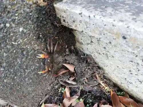 蛭子神社（大原町千代ヶ丸）の動物