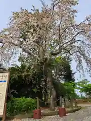 日枝神社(静岡県)