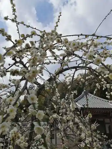 大智寺の自然