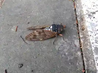 白山神社(福井県)