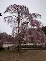 金剛寺(大阪府)