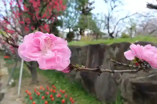 金剛寺の自然