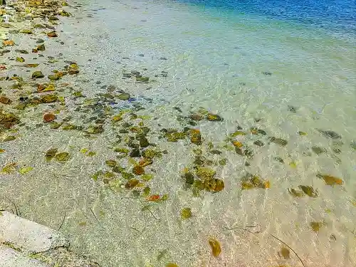 筒島弁財天の自然