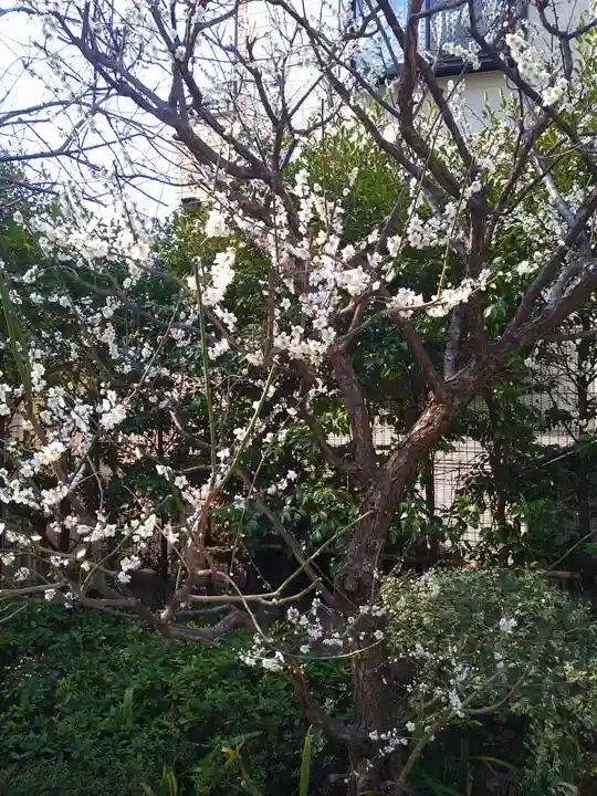赤城神社の自然