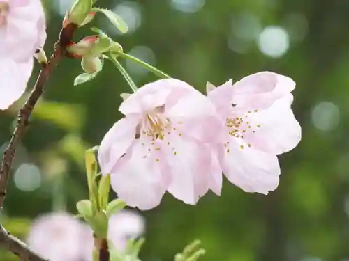 近江神宮の自然