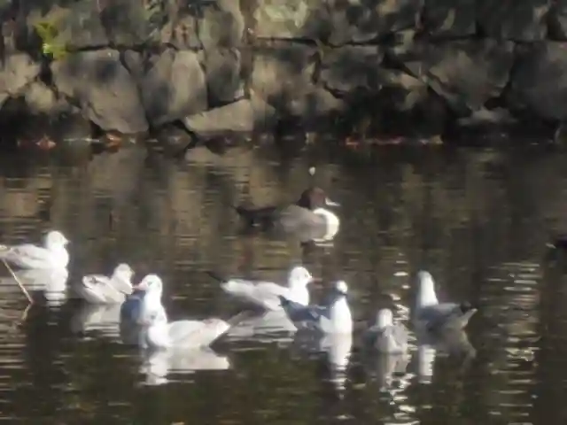 鶴岡八幡宮の動物