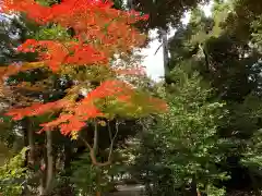 胡宮神社（敏満寺史跡）の自然