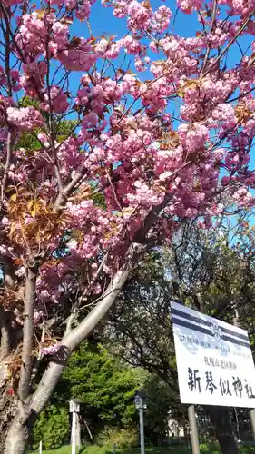 新琴似神社の自然