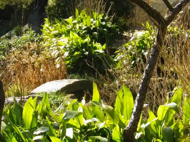 浄光明寺の自然