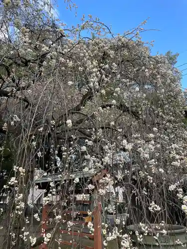 川口神社(埼玉県)