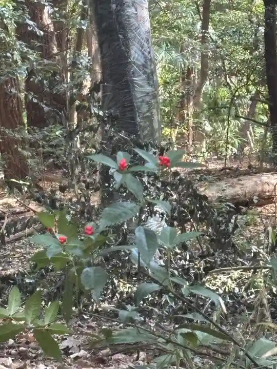明治神宮(東京都)