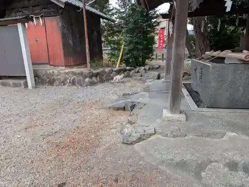 八幡社（柏井町）の動物