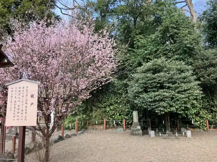 櫻木神社の自然