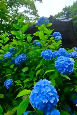 明月院(神奈川県)