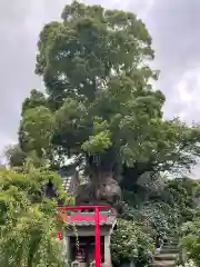 照江寺(静岡県)