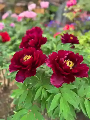 薬師院(兵庫県)