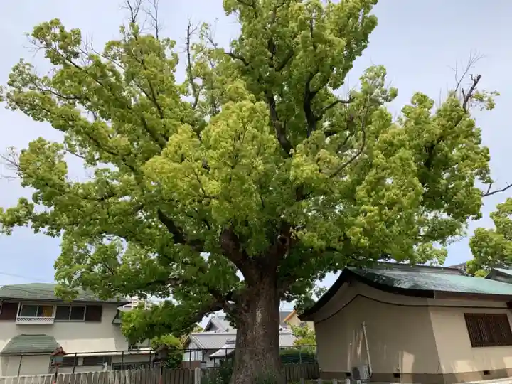 金岡神社の自然