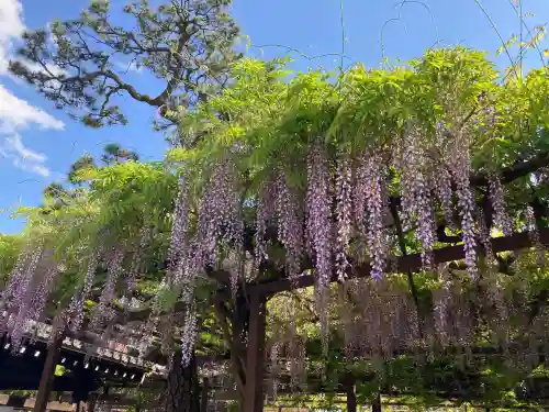葛井寺(大阪府)