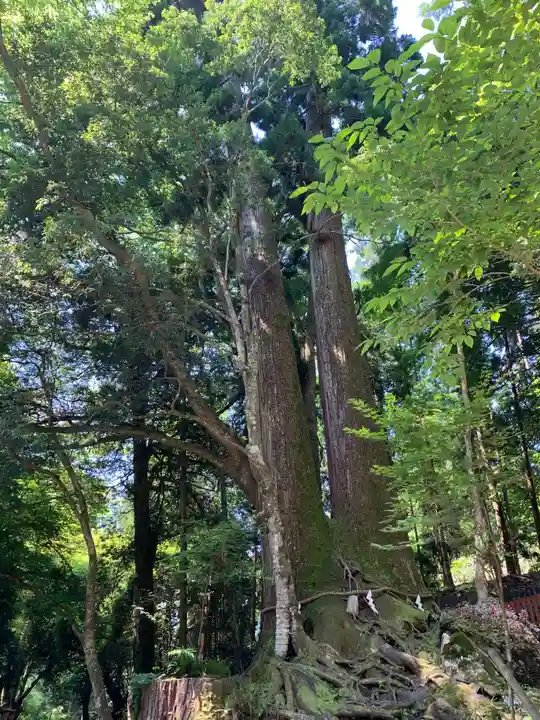 貴船神社奥宮の自然