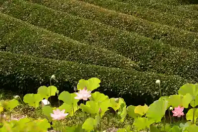 定福寺(高知県)