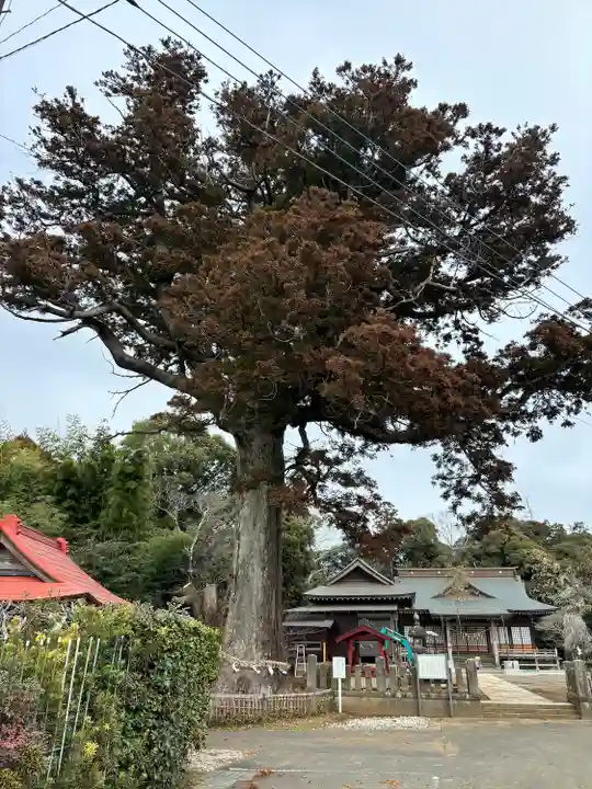 松澤 熊野神社(千葉県)