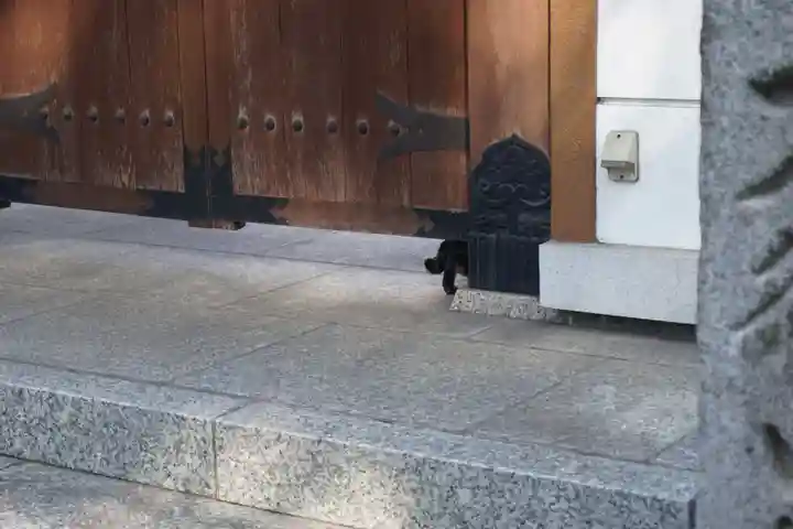 稲園山 七寺の動物