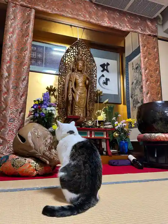 善成寺の動物