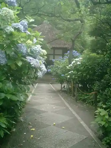 明月院の庭園