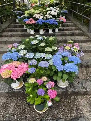 岡寺（龍蓋寺）の{uncategorized: "未分類", other: "その他", undefined: "問題あり", building: "その他建物", grave: "お墓", sacred_gate: "鳥居", guardian: "狛犬", statue: "像", buddha: "仏像", history: "歴史", nature: "自然", garden: "庭園", animal: "動物", pagoda: "塔", temizu: "手水舎", mountain_gate: "山門・神門", sanctuary: "本殿・本堂", subordinate: "末社・摂社", art: "芸術", scenery: "景色", jizo: "地蔵", ema: "絵馬", goshuin: "御朱印", omikuji: "おみくじ", items: "授与品その他", amulet: "お守り", goshuincho: "御朱印帳", eats: "食事", festival: "お祭り", votive_dance: "神楽", shichigosan: "七五三参", wedding: "結婚式", experience: "体験その他", initially: "初詣", around: "周辺", anti_infection: "感染症対策"}