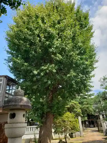 松尾神社の自然