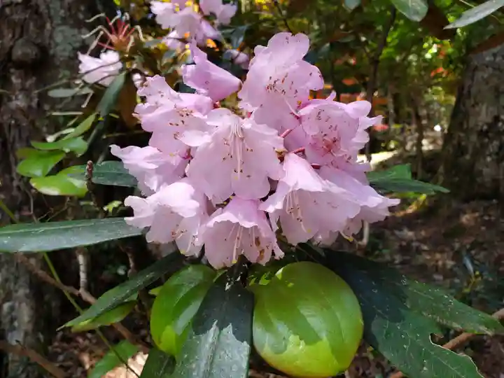 天台宗 五大山 白毫寺の自然