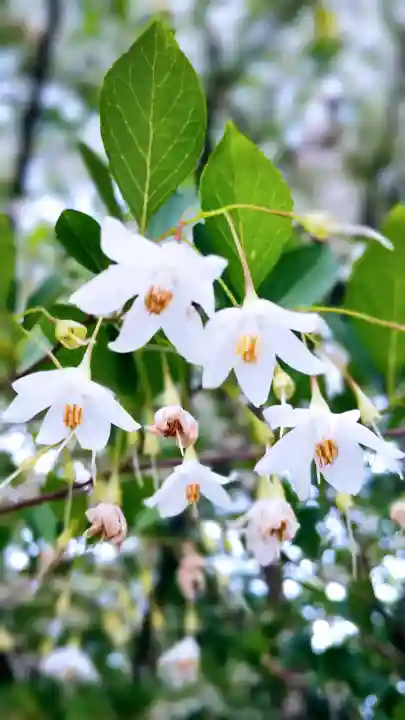 河合神社(鴨川合坐小社宅神社)の{uncategorized: "未分類", other: "その他", undefined: "問題あり", building: "その他建物", grave: "お墓", sacred_gate: "鳥居", guardian: "狛犬", statue: "像", buddha: "仏像", history: "歴史", nature: "自然", garden: "庭園", animal: "動物", pagoda: "塔", temizu: "手水舎", mountain_gate: "山門・神門", sanctuary: "本殿・本堂", subordinate: "末社・摂社", art: "芸術", scenery: "景色", jizo: "地蔵", ema: "絵馬", goshuin: "御朱印", omikuji: "おみくじ", items: "授与品その他", amulet: "お守り", goshuincho: "御朱印帳", eats: "食事", festival: "お祭り", votive_dance: "神楽", shichigosan: "七五三参", wedding: "結婚式", experience: "体験その他", initially: "初詣", around: "周辺", anti_infection: "感染症対策"}