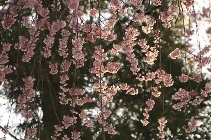 愛宕神社の自然